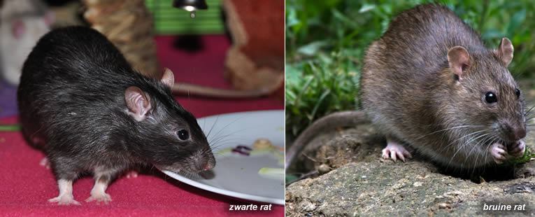 verschil tussen bruine rat en zwarte rat